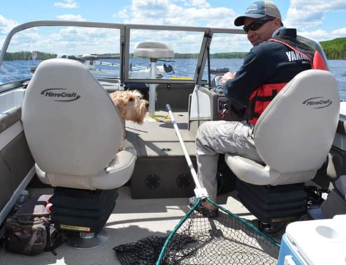 What You Need to Know About Boating with Dogs