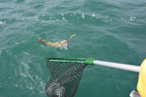 Net in the water catching a fish.