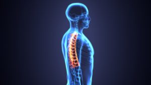 3D Illustration of Spinal cord (Thoracic Vertebrae)