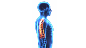 3D Illustration of Spinal cord (Thoracic Vertebrae)