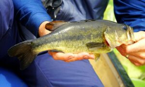 What Are the Most Common Freshwater Fish To Catch?