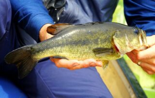 What Are the Most Common Freshwater Fish To Catch?