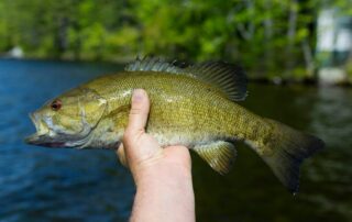What Types of Fish Can You Catch With Jigging?
