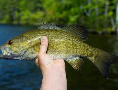 What Types of Fish Can You Catch With Jigging?